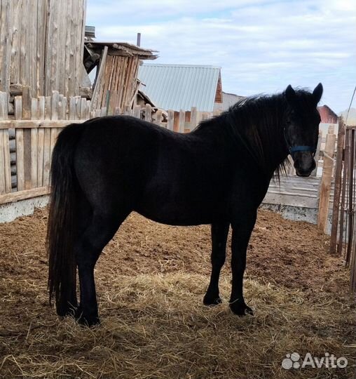 Жеребец 3 года