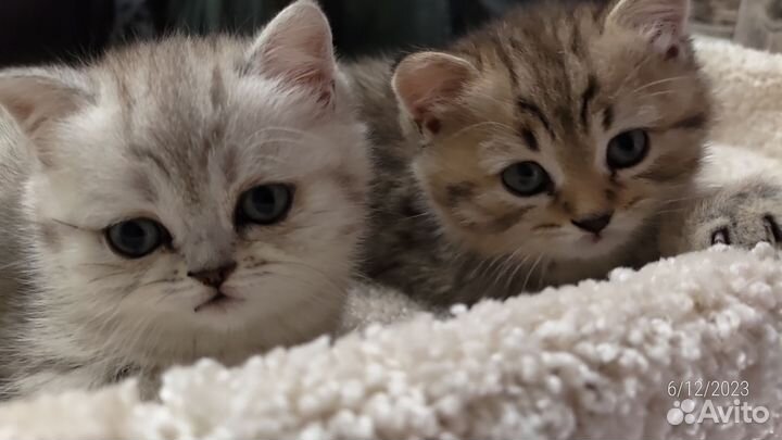 Шотландские котята