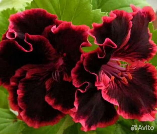 Королевская пеларгония