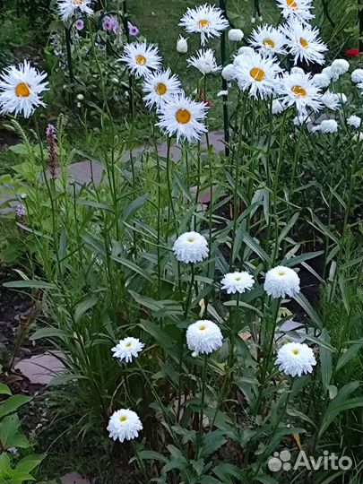 Ромашки многолетние