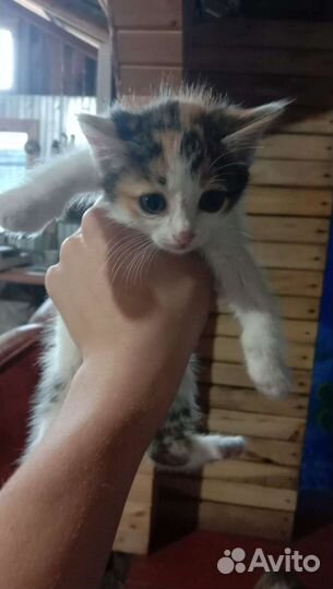 Котята в добрые руки бесплатно