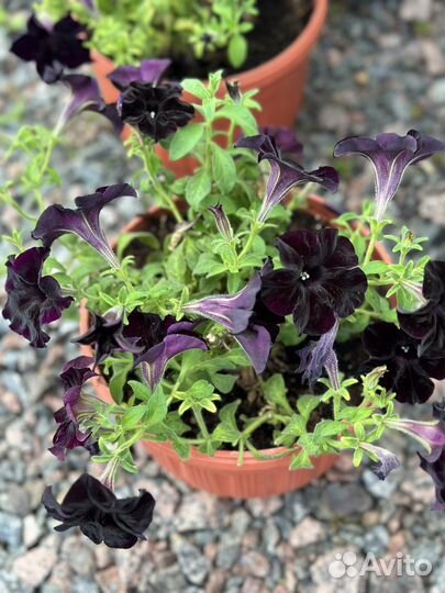 Цветочная рассада. Декор. Садовый центр