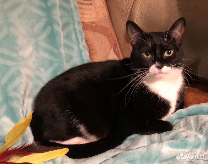 Черно белая кошечка ищет дом