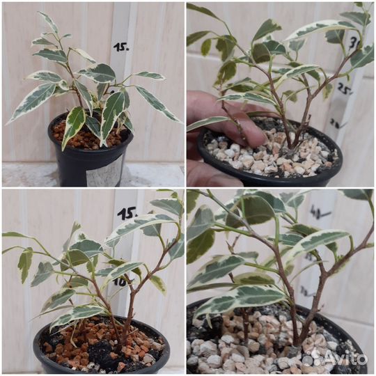 Фикус в ассортименте