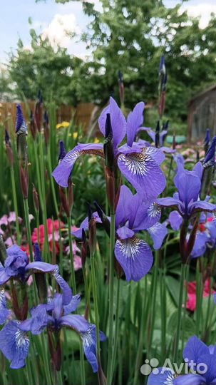 Ирис сибирский