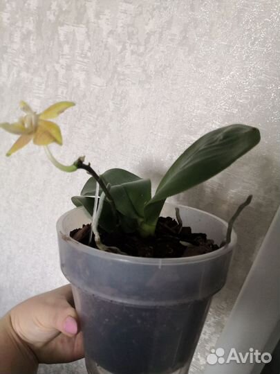 Орхидея fragransi