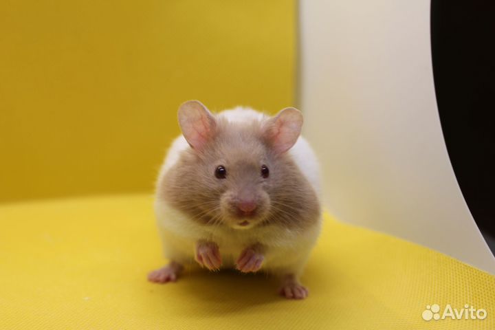 Сирийский хомяк мальчик 2 мес Юпитер