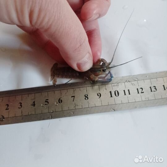 Малек австралийского рака