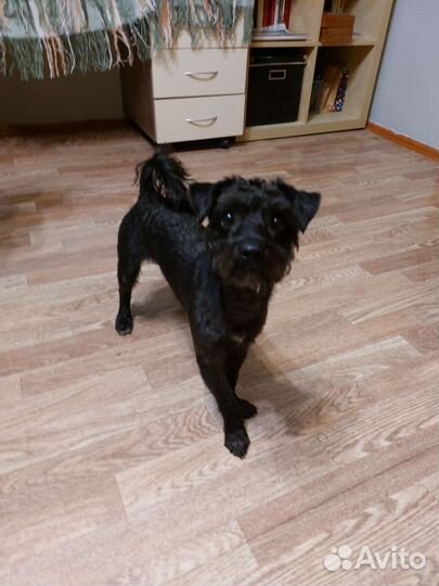 Метис шнауцера и йорка ждёт подругу для вязки