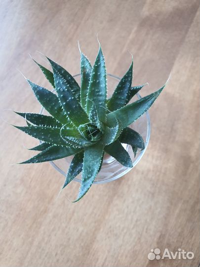 Алоэ, тыква, кабачки