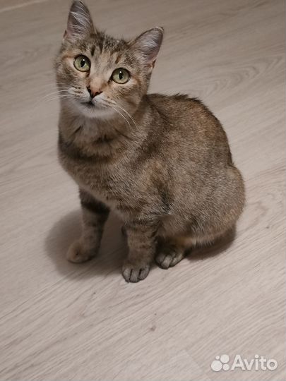 Взрослая кошечка ищет дом. Бесплатно