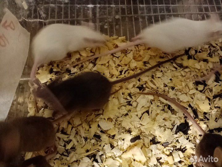 Мыши кормовые