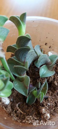 Укорененные черенки традесканций