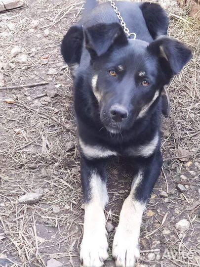 Отдам молодую собаку