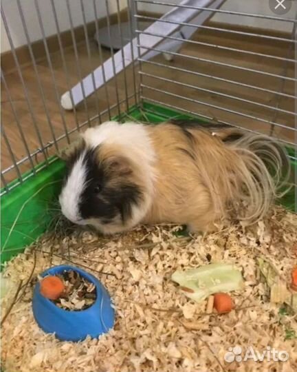 Передержка грызунов, птиц