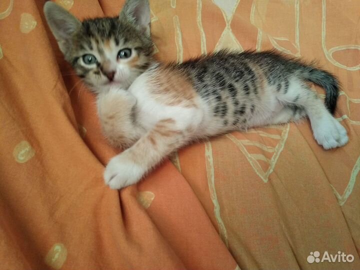 Котёнок трёхцветный
