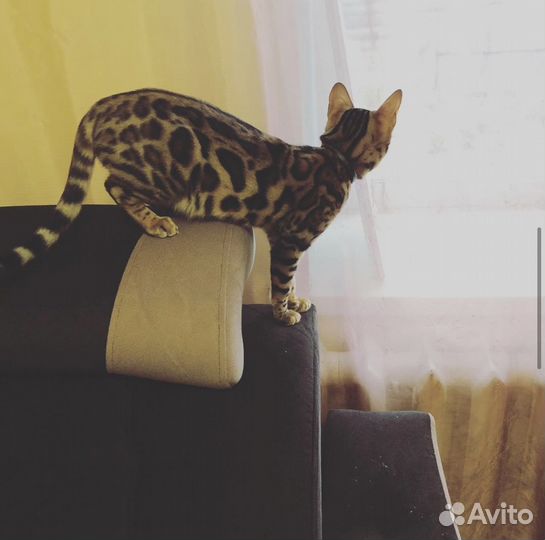 Бенгальская кошка