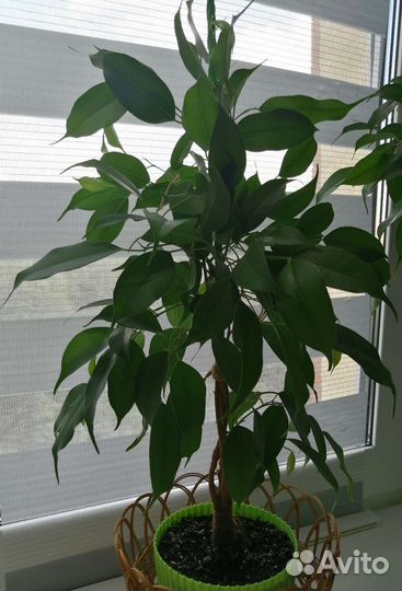 Фикус бенджамина Неон, Даниель