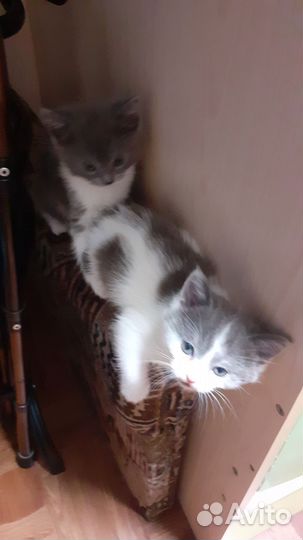 Кошки в добрые руки
