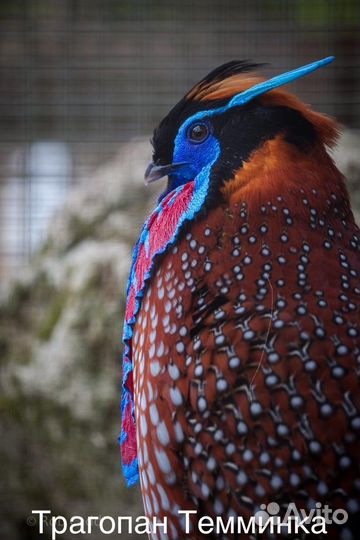 Фазаны разных видов