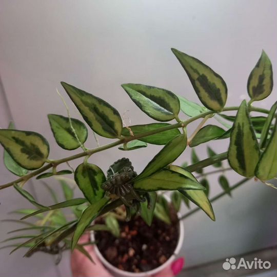 Хойи сортовые