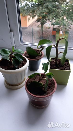 Пеперомия туполистная