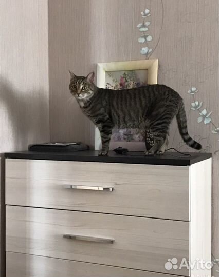 Передержка животных