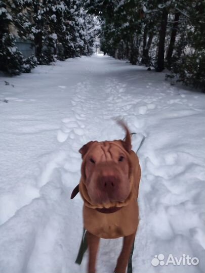 Отдам в добрые руки собаку