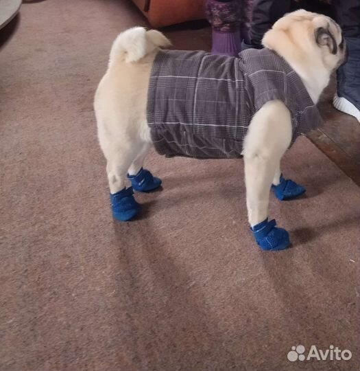 Мопс вязка