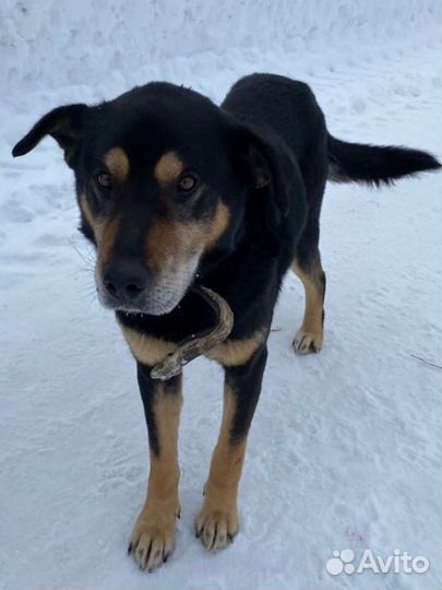 Добрые собаки в добрые руки