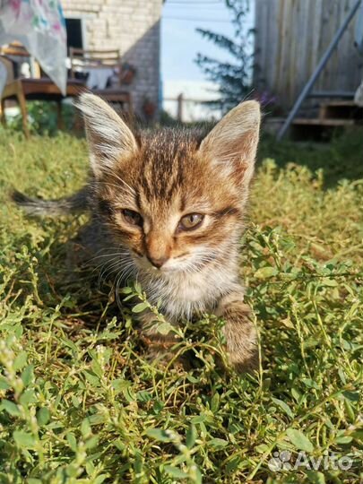 Отдам котят в добрые заботливые руки. Мальчики