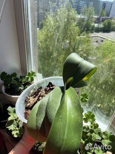 Орхидея фаленопсис биг лип