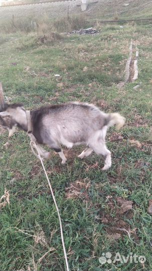 Коза дойная