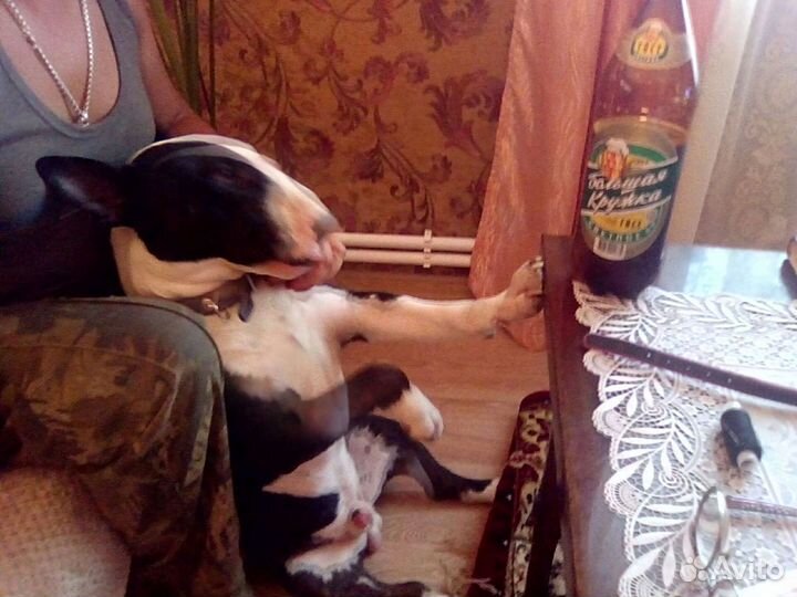 Бультерьер ищет девочку