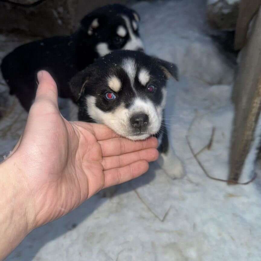 Сибирский хаски