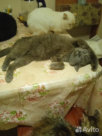 Кошки