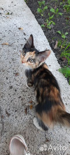 Отдам в добрые руки