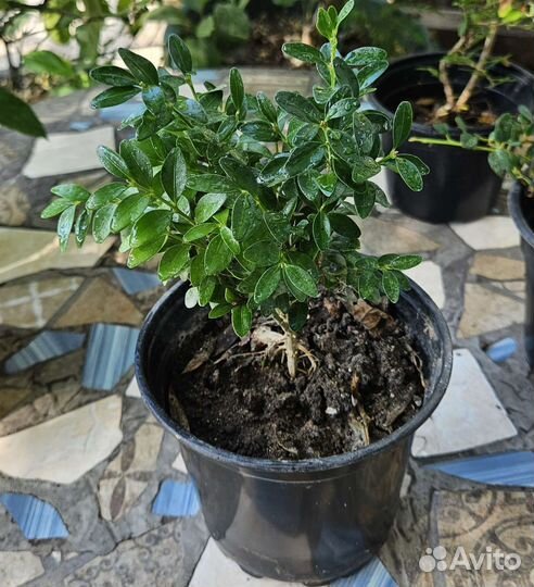 Растения садовые, зкс