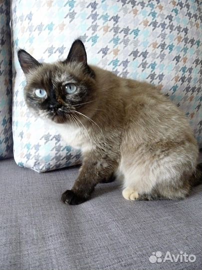 Кошка