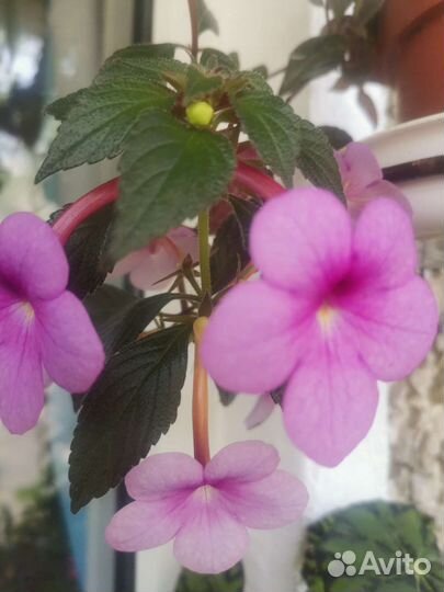 Ахименис пурпле king