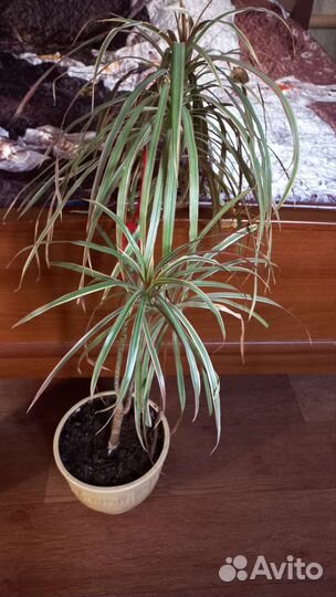 Цветы в офис