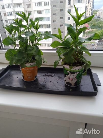 Вероника синяя (многолетник)