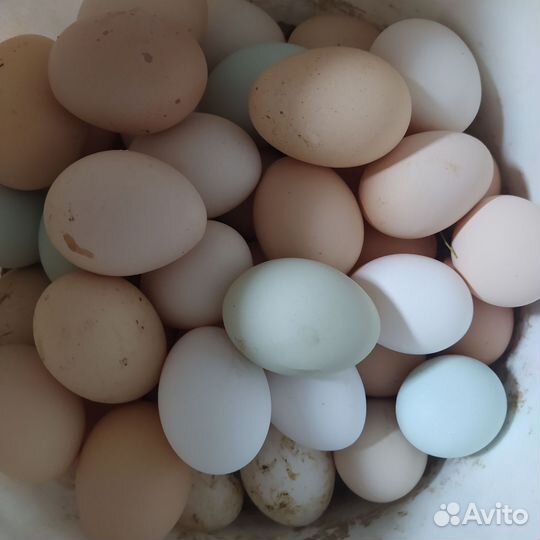 Домашние куриные, перепелиные яйца