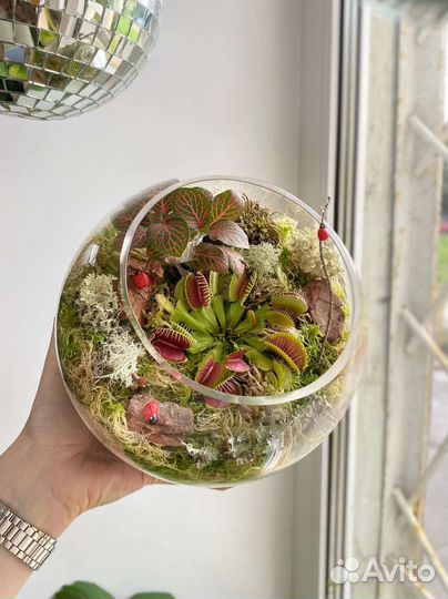 Флорариум с венериной мухоловкой