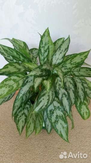 Аглаонема Трейба