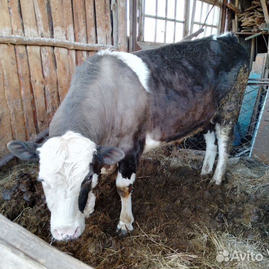 Быки на племя и телочка