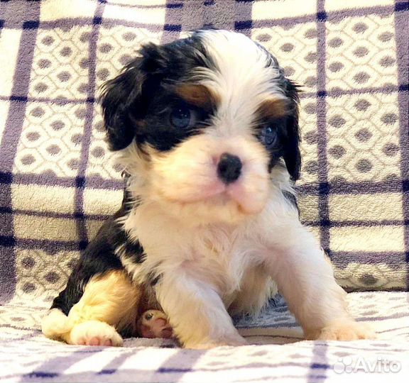 Кавалер кинг чарльз спаниель