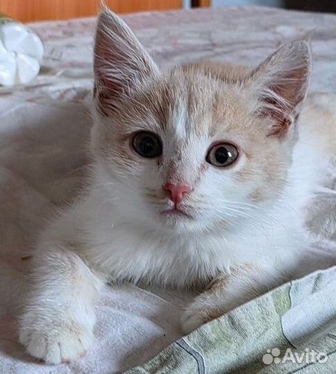 Отдам кота в добрые руки