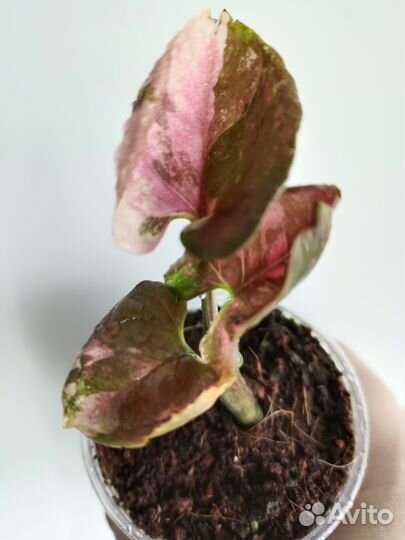 Сингониум клубничный лёд galaxy и орм Тонг вар