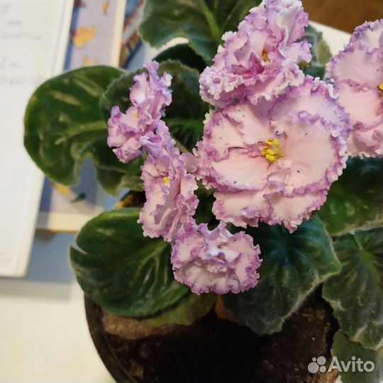 Узамбарская фиалка листочки красула хлорофитум